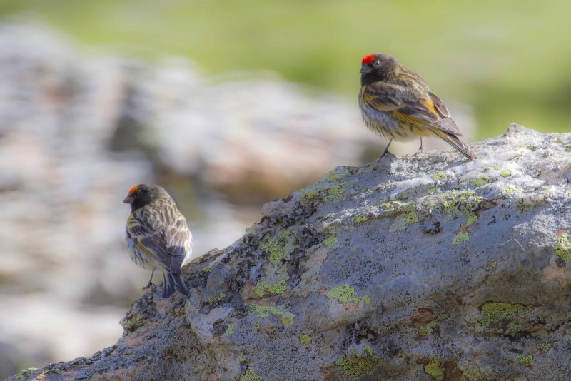 Красношапочный вьюрок (Serinus pusillus).