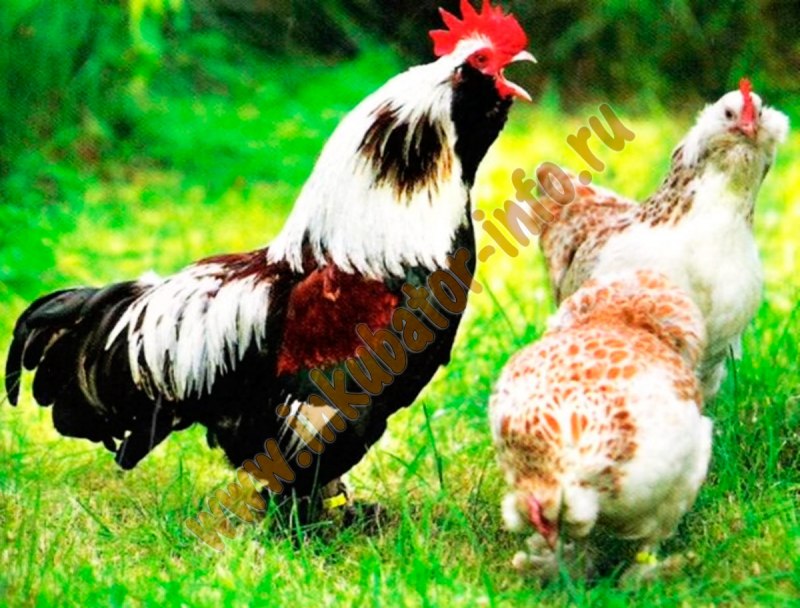 Куры породы Фавероль