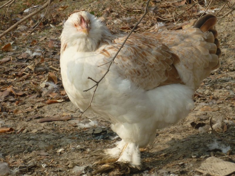 Петух Фавероль
