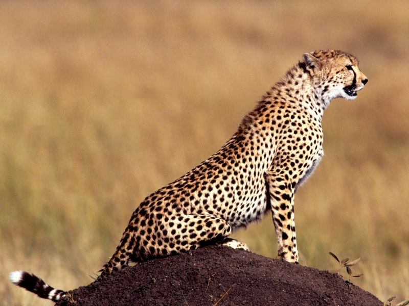 Cheetah f1