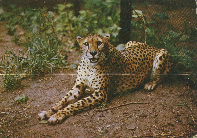 Acinonyx intermedius