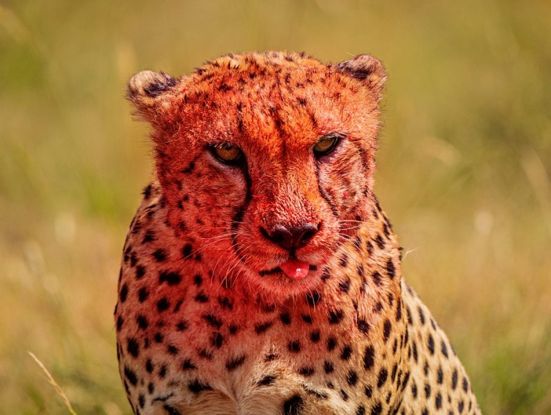 Acinonyx jubatus raineyii