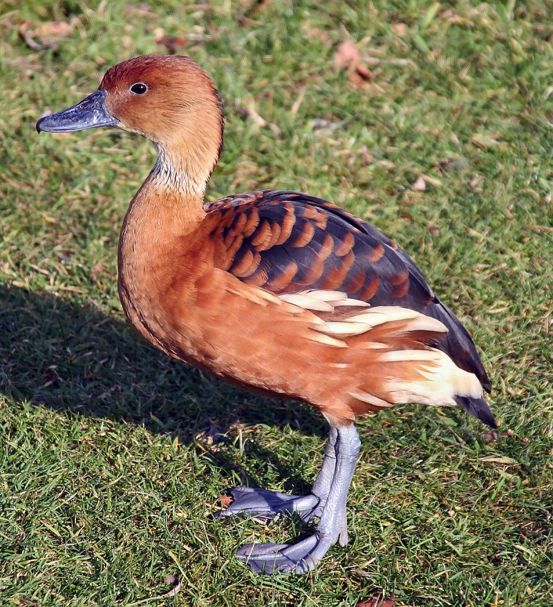 Ruddy Shelduck