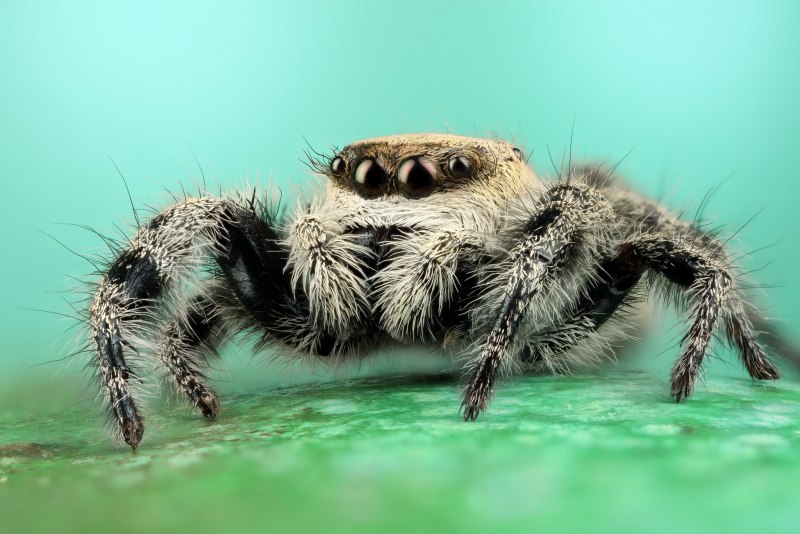 Misumena vatia паук