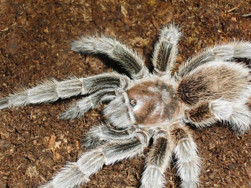 Misumena vatia - Мизумена косолапая