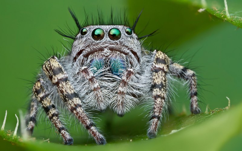 Паук-птицеед Heteroscodra maculata