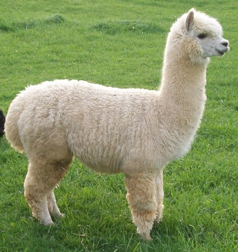 Альпака vicugna Pacos
