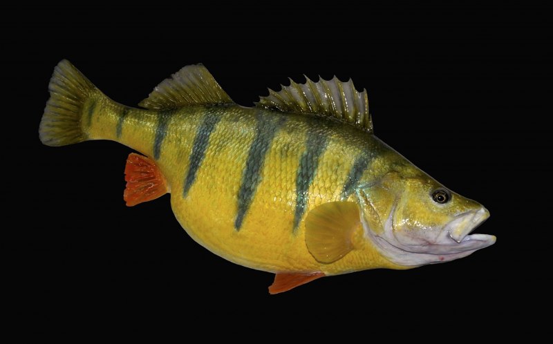Баррамунди (Barramundi)