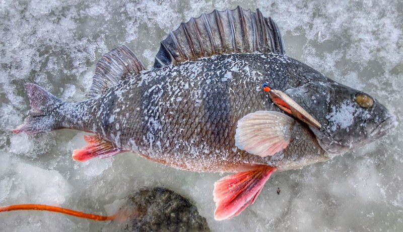 Морской окунь Барамунди