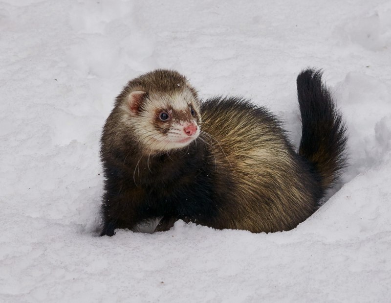 Лесной хорек Mustela putorius