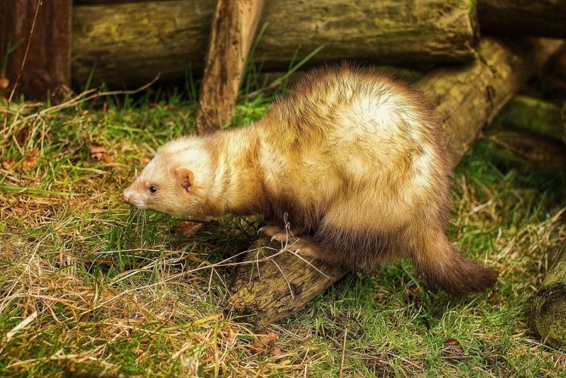 Mustela putorius