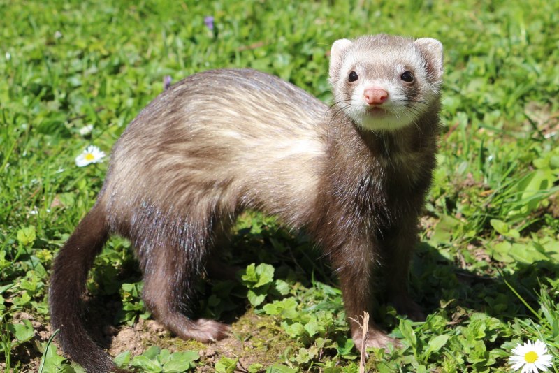 Хорёк Степной (лат. Mustela eversmanni)
