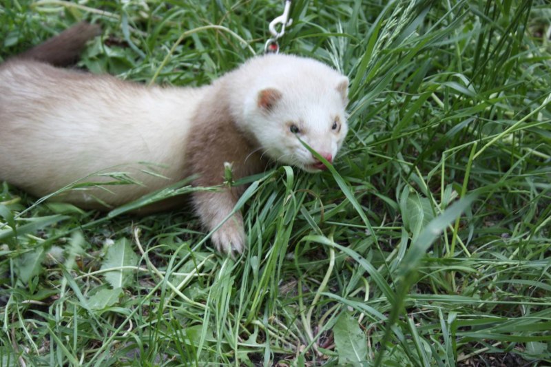 Американская норка (Mustela Vison)