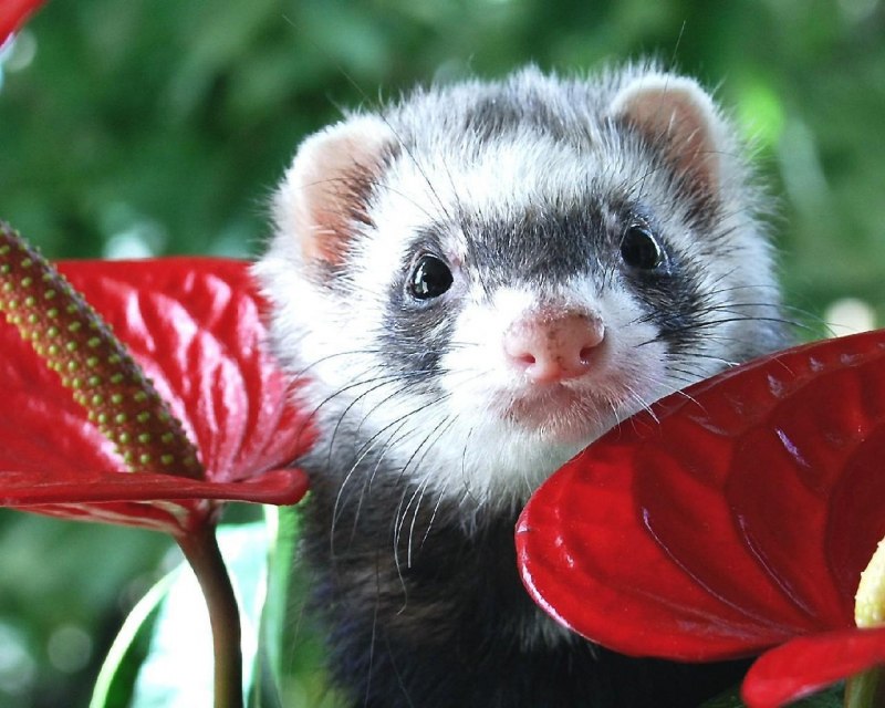 Колонок Mustela sibirica