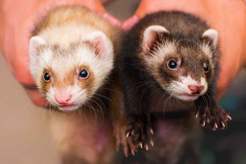 Хорь Лесной Mustela putorius