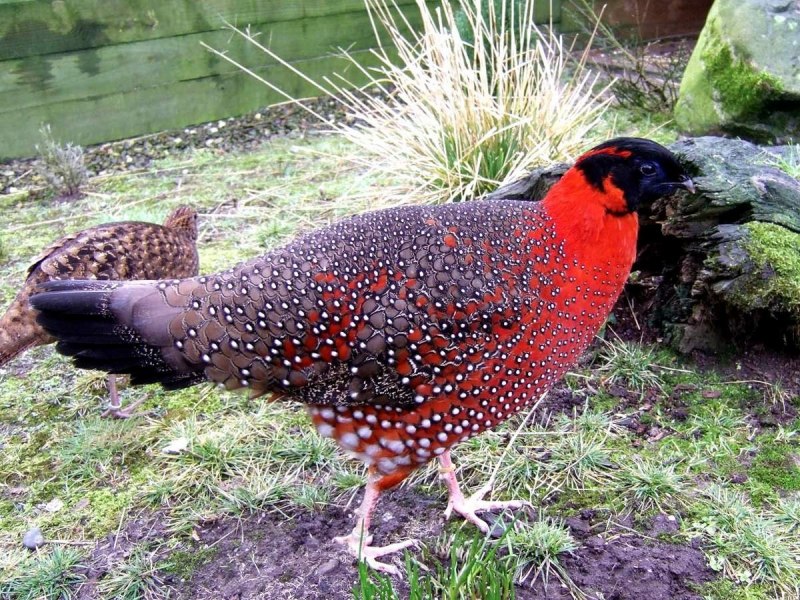 Lophura ignita