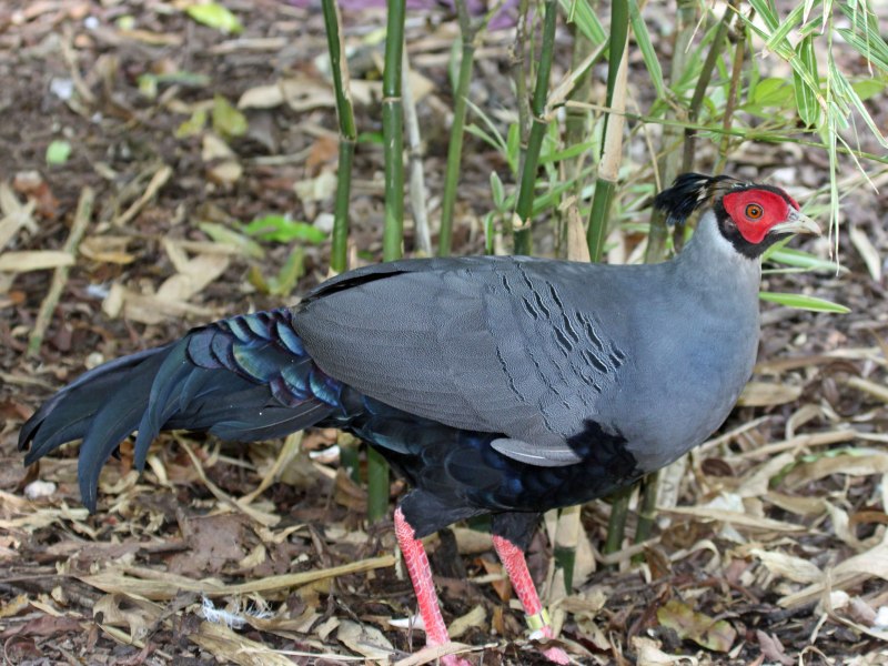 Lophura bulweri