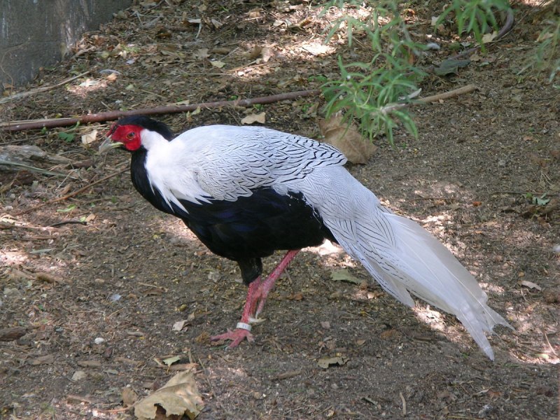 Вилохвостая лофура (Lophura erythrophthalma)
