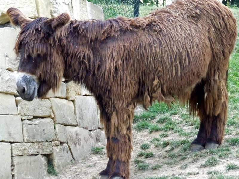 Самый большой ишак в мире