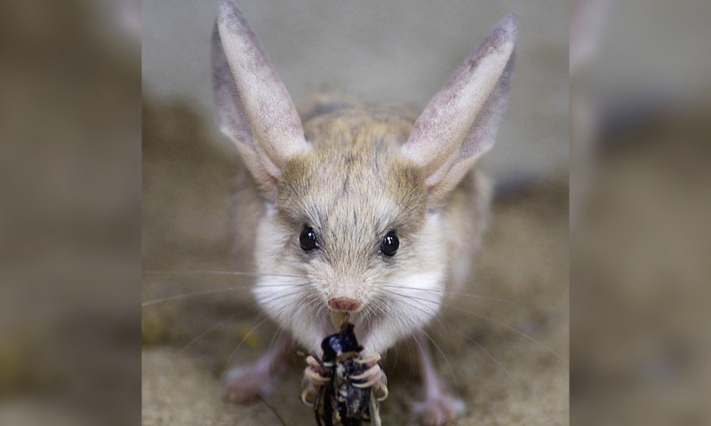 Карточки по английскому Jerboa