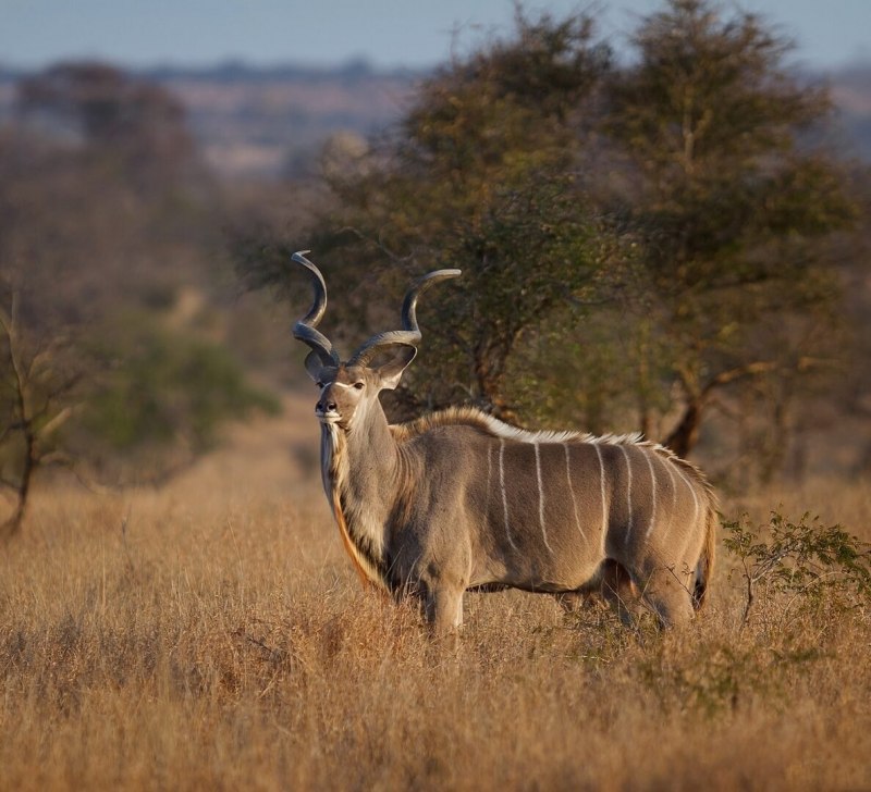 Ориксы Oryx Gazella