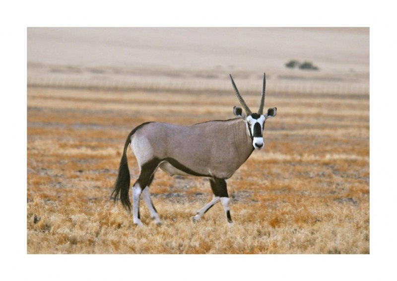 Oryx dammah