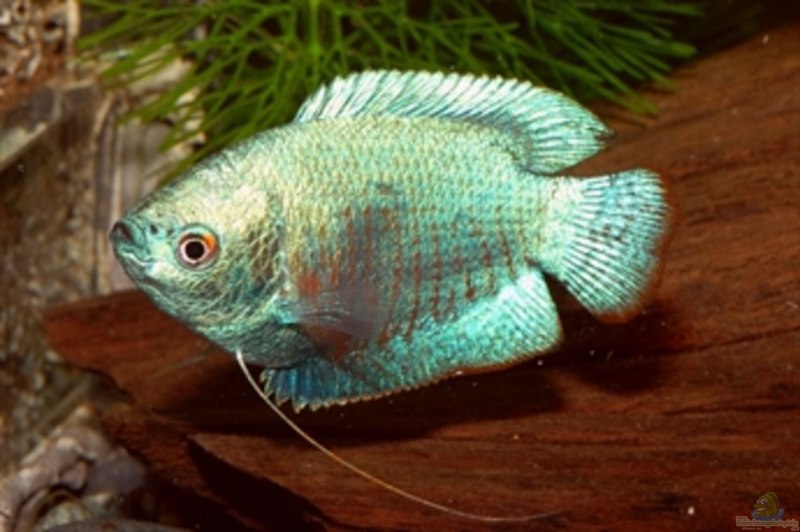 Dwarf Gourami