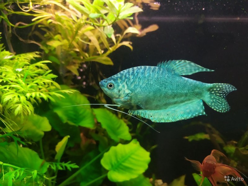 Гурами (Osphronemidae)