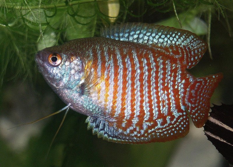 Лялиус (Trichogaster lalius)