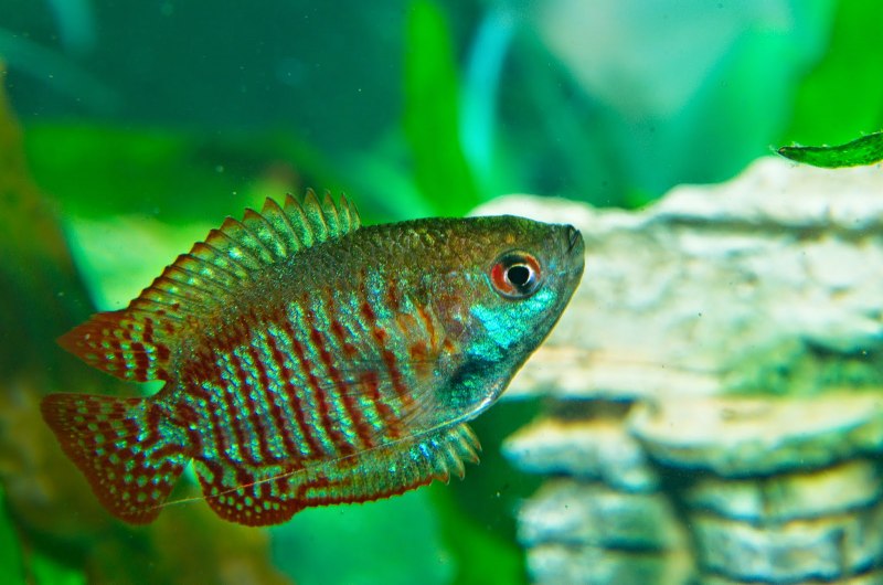 Trichogaster lalius Rainbow Blue