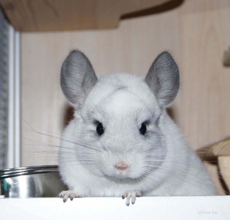Шиншилла белая