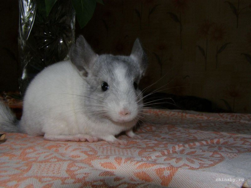Шиншилла белая