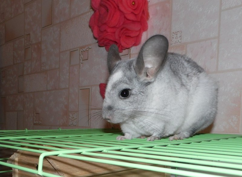 Платиновая шиншилла
