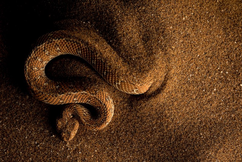 Носатая гадюка Vipera ammodytes