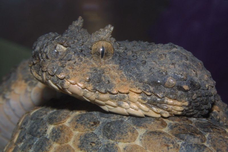 Кустарниковая гадюка (Atheris