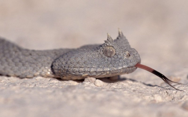 Pseudocerastes persicus