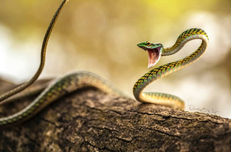Ушастая змея (64 фото)