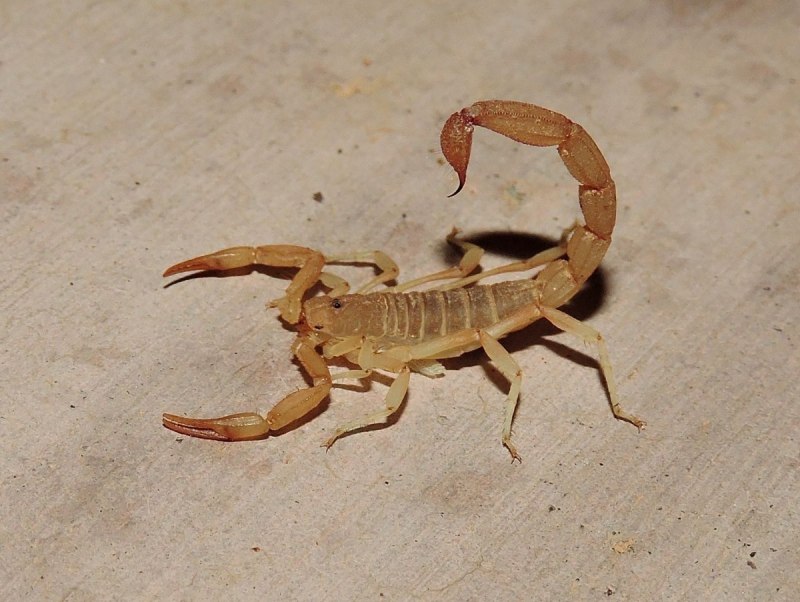 Hadrurus arizonensis