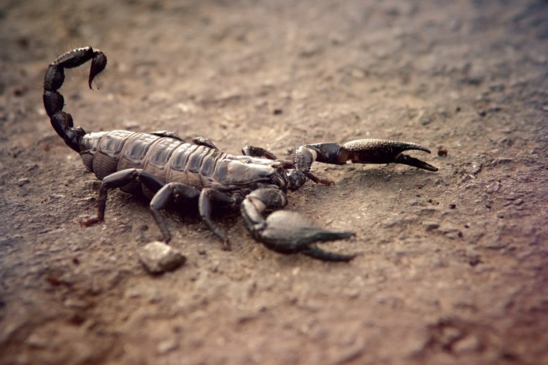 Водяной Скорпион NEPA cinerea