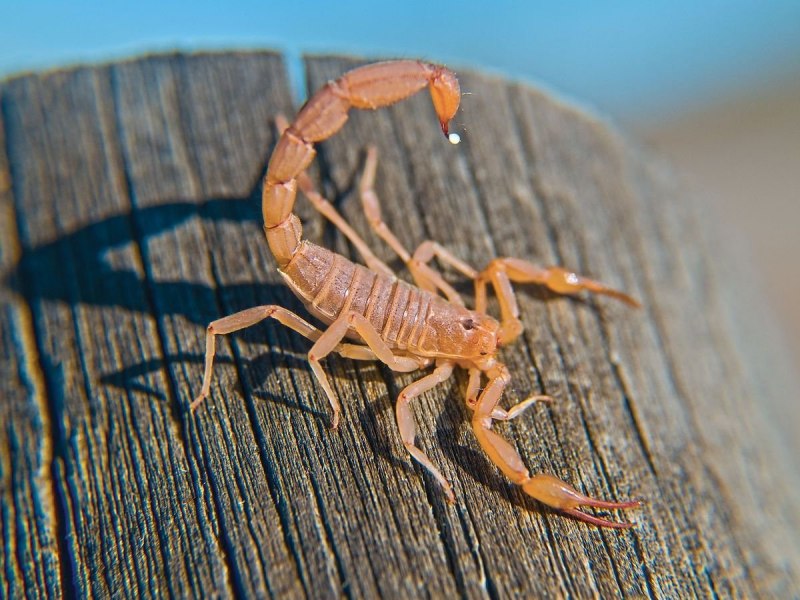 NEPA cinerea (обыкновенный водяной Скорпион)