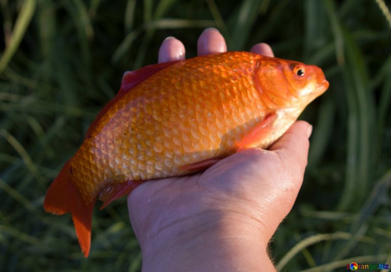 Карась золотой Carassius Carassius