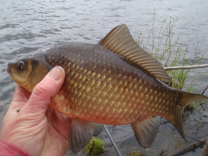 Обыкновенная Золотая рыбка (Carassius auratus)