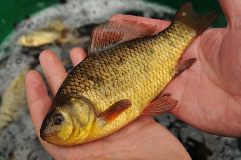 Карась золотой Carassius Carassius