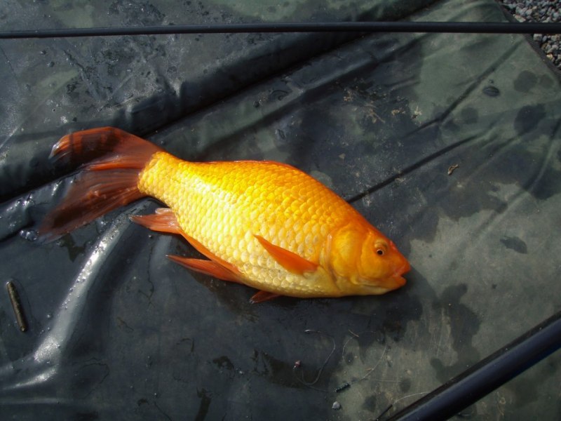Carassius auratus Золотая рыбка
