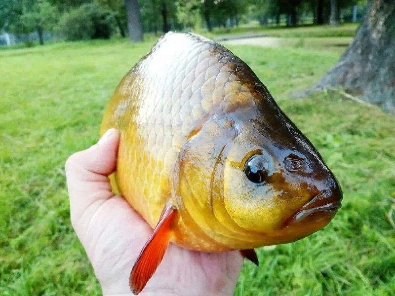 Carassius auratus