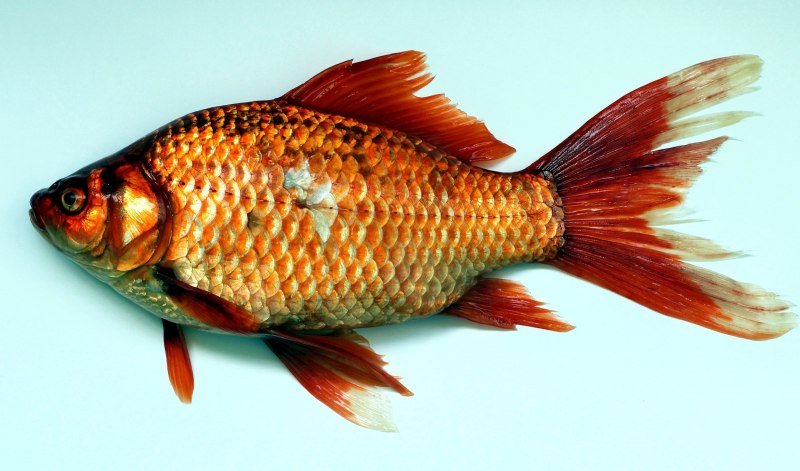 Карп обыкновенный – Cyprinus Carpio