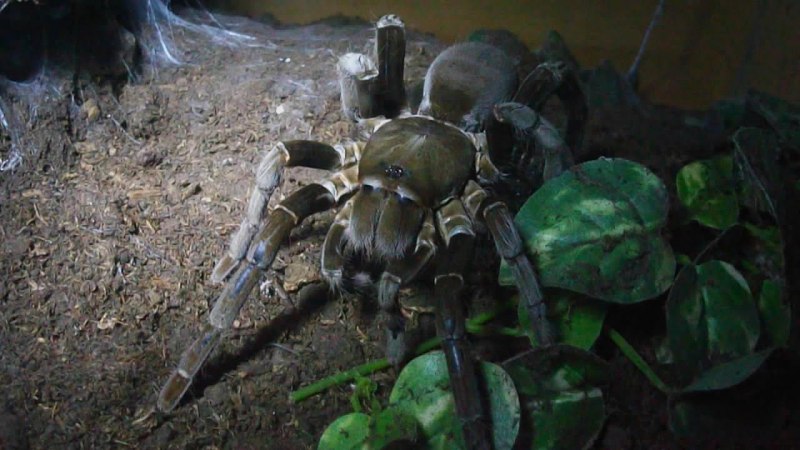 Паук эрезус бархатный