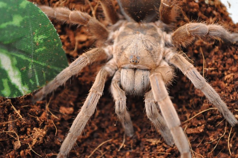 Salticus scenicus