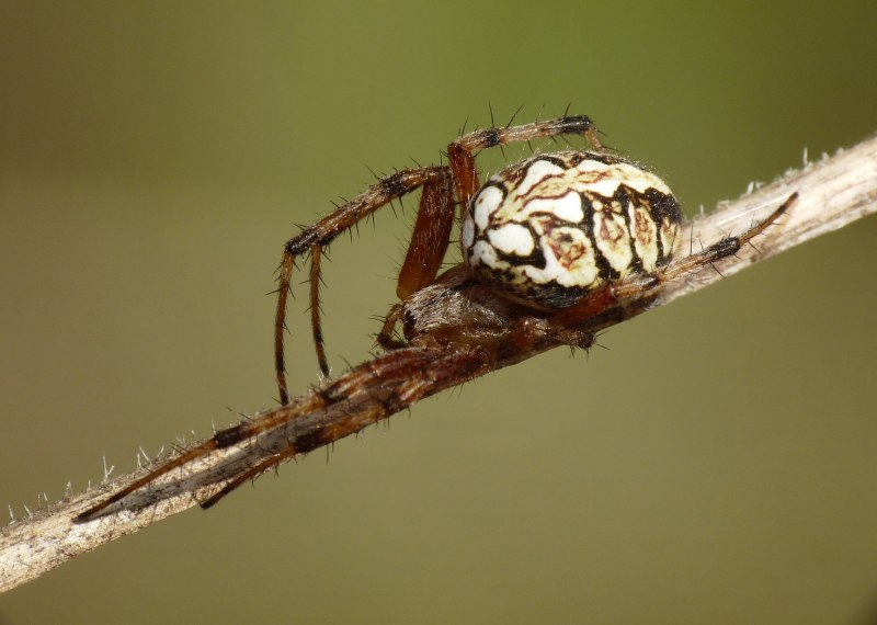Chromatopelma cyaneopubescens l6