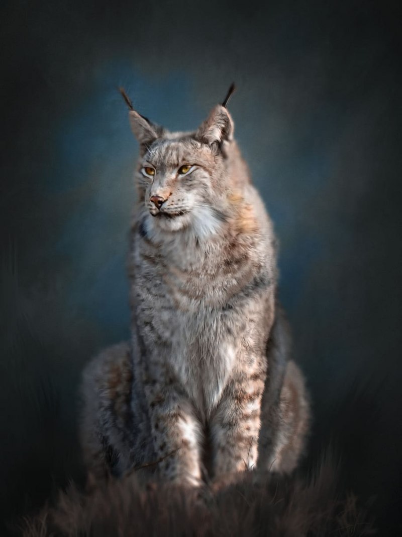 Дикий кот каракал